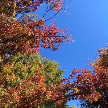 2023紅葉事情☆観光スポット東京・吉祥寺・井の頭公園