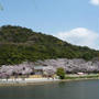 奈良、桜めぐり　耳成山公園