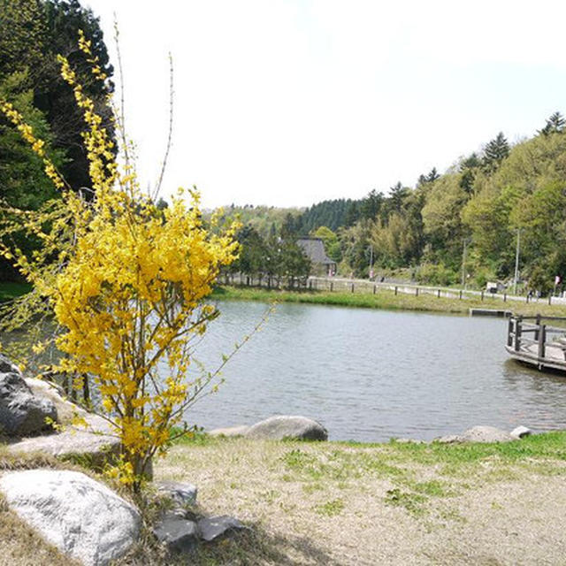 新潟県新発田市「桜公園」の様々な桜・桜・桜