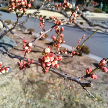 気づけば、もう春の始まり。