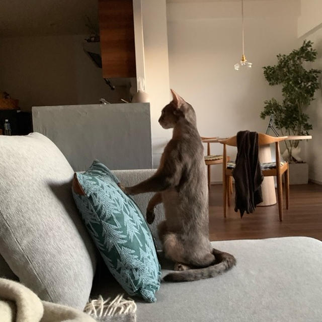 ミーアキャット…