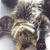 ひなたぼっこ猫・・・冬でもへそ天にゃ♪