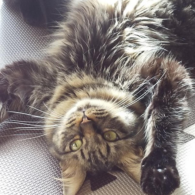 ひなたぼっこ猫・・・冬でもへそ天にゃ♪