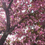 八重桜満開♪