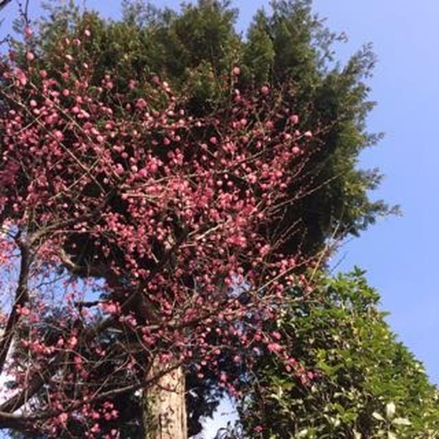 青い空と梅