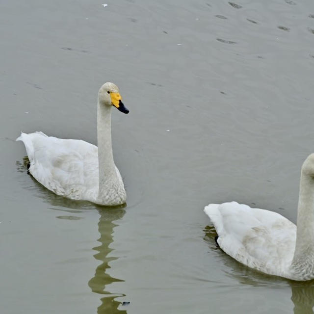 瓢湖の白鳥202312月②