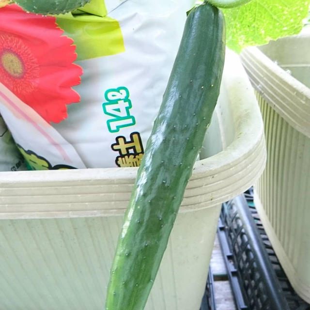 前田農園