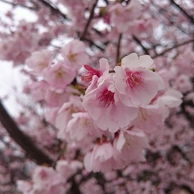 早咲桜と梅