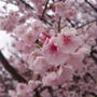 早咲桜と梅