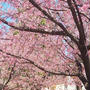 川口市青木町平和公園のアンギョウ桜
