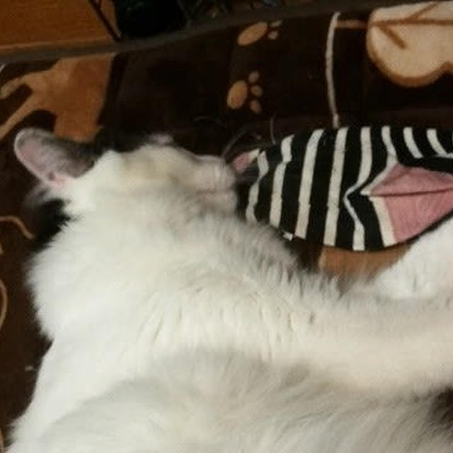 【小梅・さくら・桃之介通信】マタタビとは違うのに...