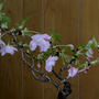 盆栽仕立ての枝垂れ桜「旭山」開花