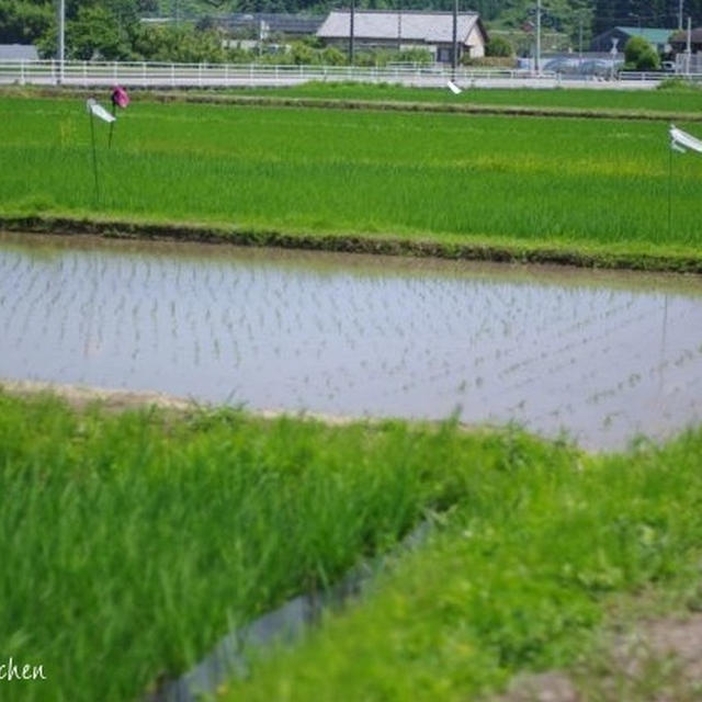 只今の、宮崎コシヒカリの近況