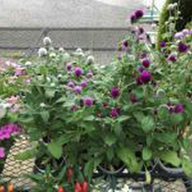 センニチコウ　と　ベランダの植物たち