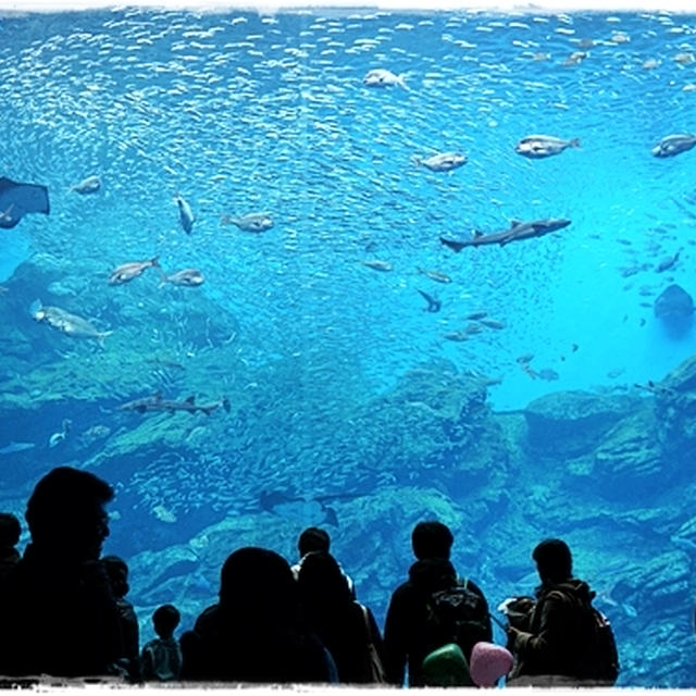■『仙台うみの杜水族館』のペア入館券が当たった♪ (・∀・)v■