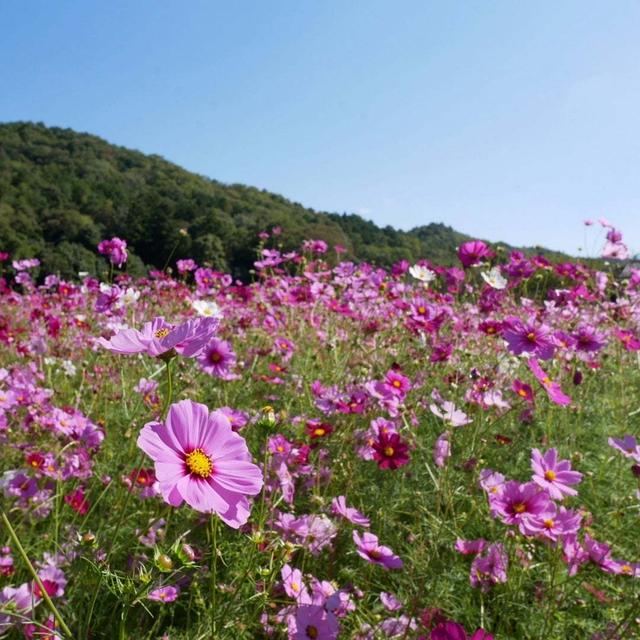 波豆川のコスモス畑#最近撮った写真は