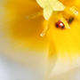 The ladybug walking