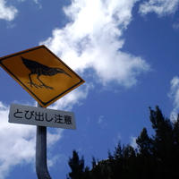 やんばるくいなに会いたい