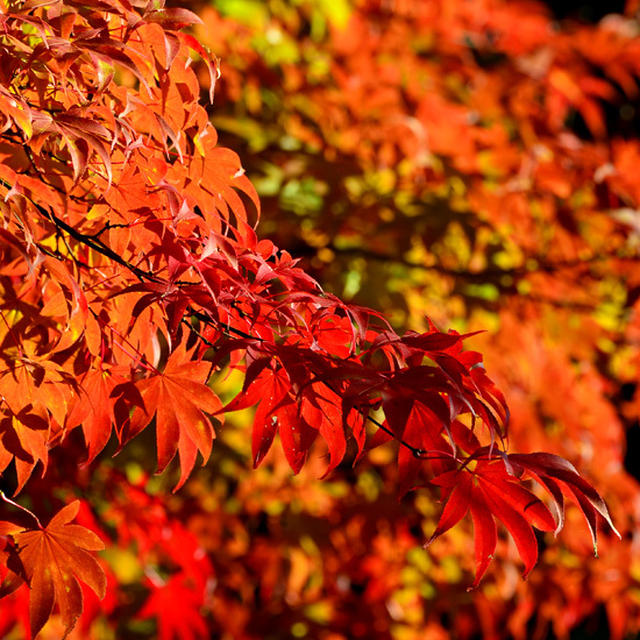 紅葉