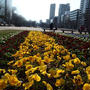 北海道に高気圧が走る抜ける！札幌大通公園にキタコブシの花！