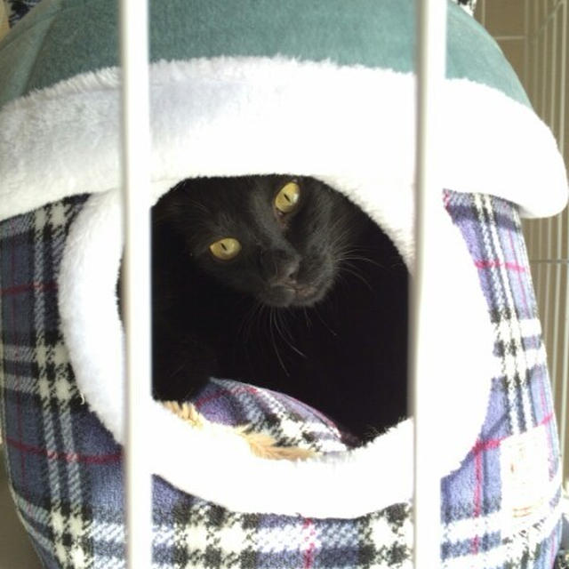 【小梅・さくら通信】温度調節は猫それぞれ...