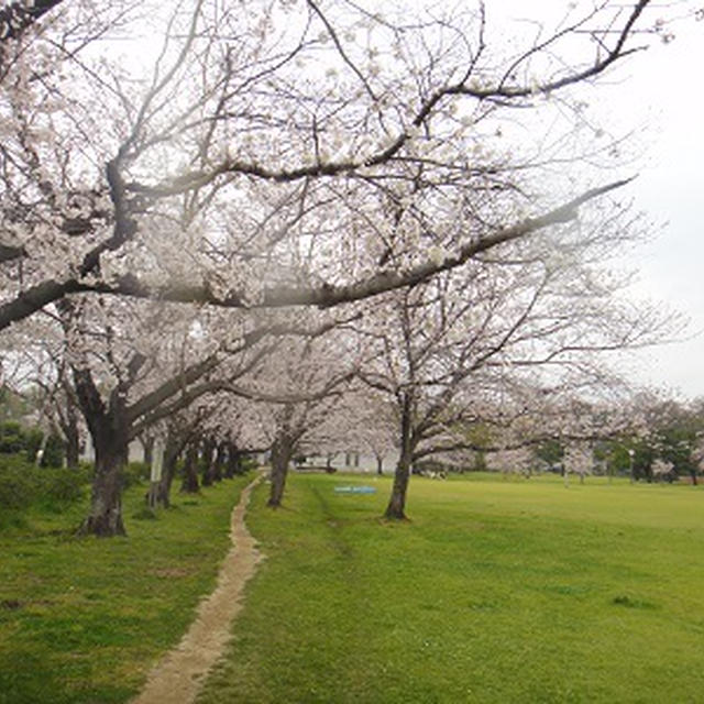 「桜散歩・・・　熊本八景水谷公園、熊本城」