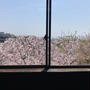桜と木の芽田楽