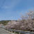 中芳養〜上芳養の桜 ★ 2021/03/31現在