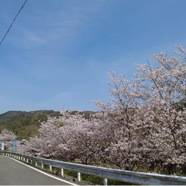 中芳養〜上芳養の桜 ★ 2021/03/31現在