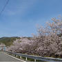 中芳養〜上芳養の桜 ★ 2021/03/31現在