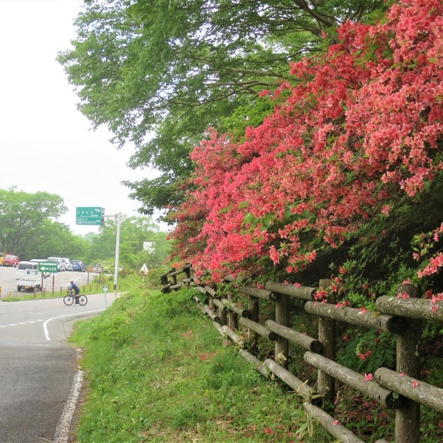 赤城　白樺牧場のレンゲツツジ
