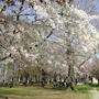 白石公園の桜は散り始めていました