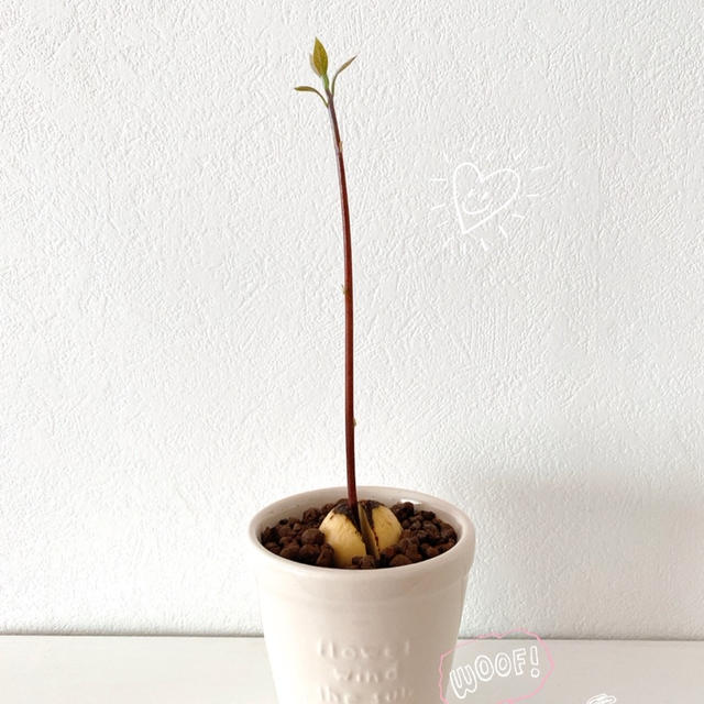 部屋干しの季節…。 (ほぼ雑談…。