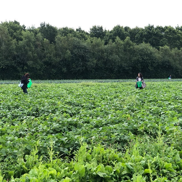大人の遠足！PYO(Pick Your Own)と野菜をたっぷり使ったお料理レッスン