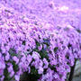 座架依橋左岸の芝桜が只今満開です。《P-1》
