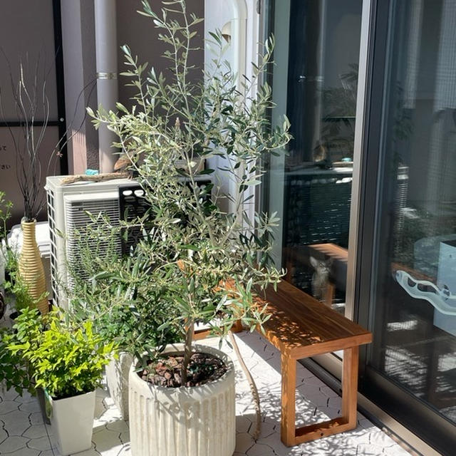 ベランダの植物たちが茂ってきた♪