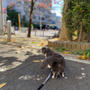 いくらと紅葉