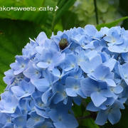 ＊山の紫陽花ロード①＊