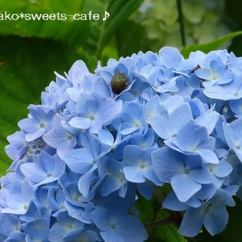 ＊山の紫陽花ロード①＊