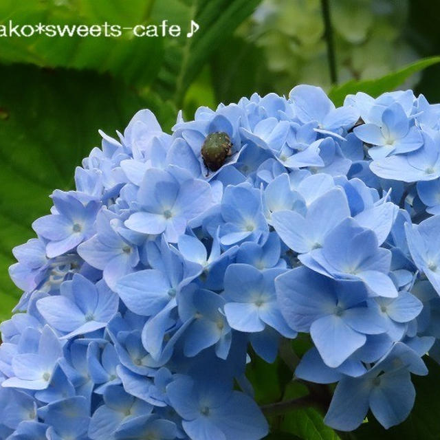 ＊山の紫陽花ロード①＊