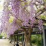 中山寺の藤棚#最近撮った写真は
