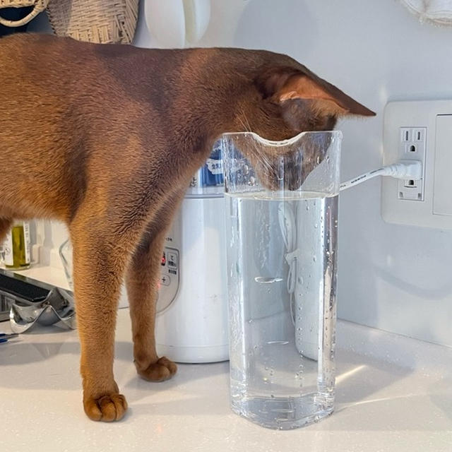 そ、そのお水は…( ꒪⌓꒪)