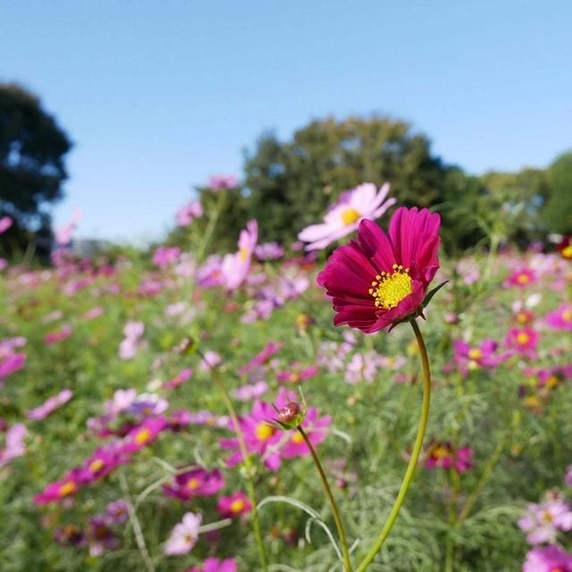 髭の渡しのコスモス園#最近撮った写真は