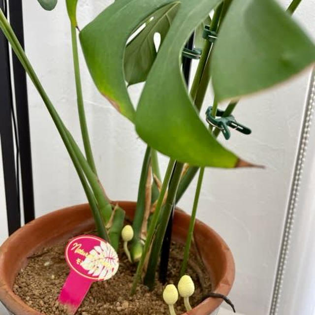 モンステラに黄色いキノコが！！！