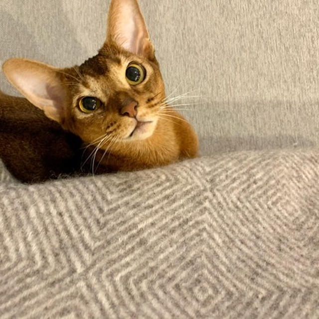 りす子のお目目が、パッチリしてきたような…？