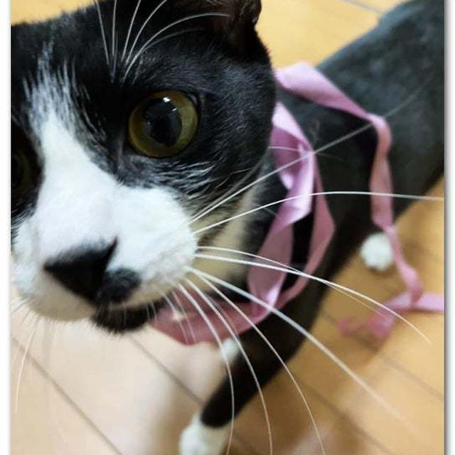はち・・・どうしてそうなった。