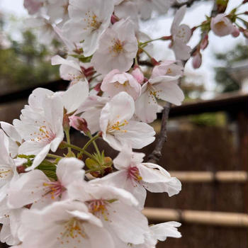 2桜いろいろにおうちごはんとねこ