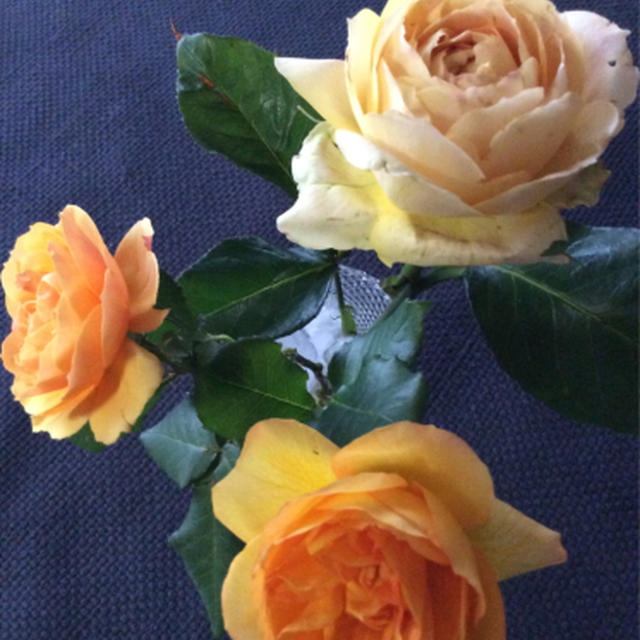 なんと言っても5月の花はバラ