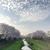 【 今年も満開！野川の桜 】