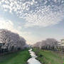 【 今年も満開！野川の桜 】